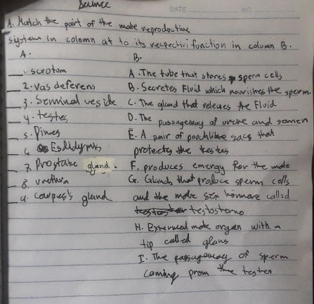 becnce
_
A. Match the pairt of the make reprodaction
siystem in colomn at to its vecpectivifunction in colomn B.
A
B.
_
1. scrotom
A. The tube that stores sperm cells
_2. Was deferens B. Secretes Fivid which noorishes the sperm.
_3. Seminal veside C. The gland that releaes te Fluid
_y. testers D. The passageway of wrine and somen
_s. Pines E. A pair of pouchlike zacs that
_C Eslidy mis protecty the kestes
_7Prostate gland. F. produces emergy for the male
_8. vnethra G. Glands that produce sperm colls
_a. corpes's gland and the male six homare called
testosterne
H. Bxterual mok organ with a
tip called geans
I. The passagouay of sperm
caming prom tester