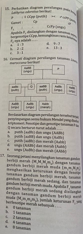 Perhatikan diagram persilangan pada buny
Lathyrus odoratus berikut!
             
P : ♀ CCpp (putih) >< ♂ ccPP (puth
Gamet : Cp
cP
 F_1
CcPp (ungu)
Apabila F_1 disilangkan dengan tanaman see
bergenotipe CCpp, kemungkinan rasio keturuna
F_2-ny a adalah . . . .
2. 1:3 d. 9:7
b. 2:2 e. 13:3
C. 3:1
16. Cermati diagram persilangan tanaman Linr
maroccana berikut!
Berdasarkan diagram persilangan tersebut terjad
penyimpangan semu hukum Mendel yang disebut
kriptomeri. Fenotipe dan genotipe tanaman P dan
Q secara berturut-turut adalah . . . .
a. putih (aaBb) dan ungu (AABb)
b. putih (aaBB) dan ungu (AaBb)
c. putih (aaBb) dan merah (Aabb)
d. ungu (AABb) dan merah (Aabb)
e. ungu (AaBb) dan merah (AAbb)
17. Seorang petani menyilangkan tanaman gandum
berbiji merah (M_1M_1M_2m_2) dengan tanaman
gandum berbiji merah muda (m_1m_1M_2m_2)
menghasilkan keturunan dengan fenotipe
tanaman gandum berbiji merah, tanaman
gandum berbiji merah sedang, dan tanaman
gandum berbiji merah muda. Apabila F_1 tanaman
gandum berbiji merah sedang disilangka 
dengan tanaman gandum berbiji merah 
muda (M_1m_1m_2m_2) , jumlah keturunan F_2 yang
berfenotipe merah sebanyak . . . .
a. 0 tanaman
b. 1 tanaman
c. 2 tanaman
d. 4 tanaman
e. 8 tanaman