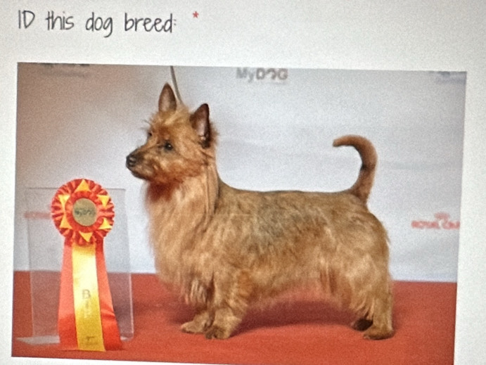 this dog breed.