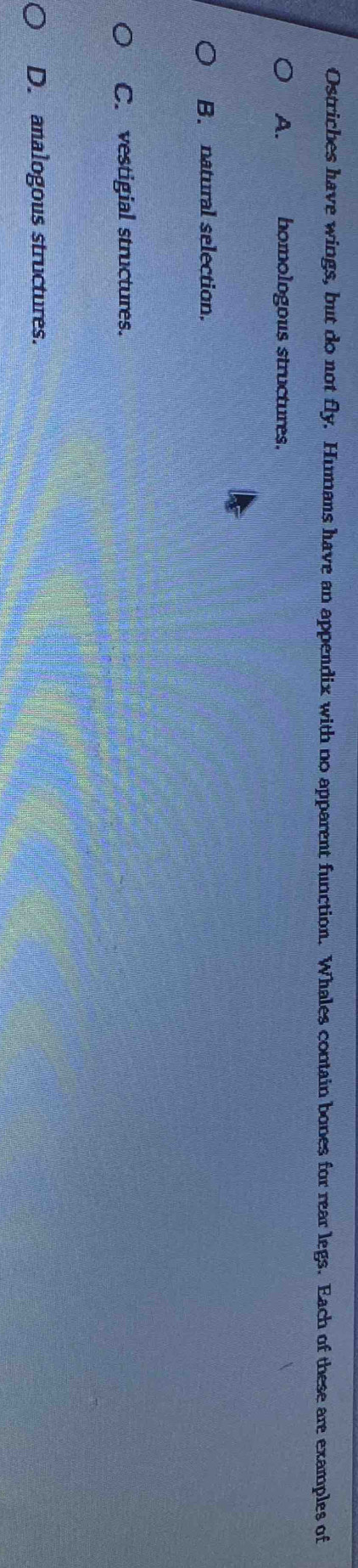 Ostriches have wings, but do not fly. Humans have an appendix with no apparent function. Whales contain bones for rear legs. Each of these are examples of
A. homologous structures.
B. natural selection.
C. vestigial structures.
D. analogous structures.