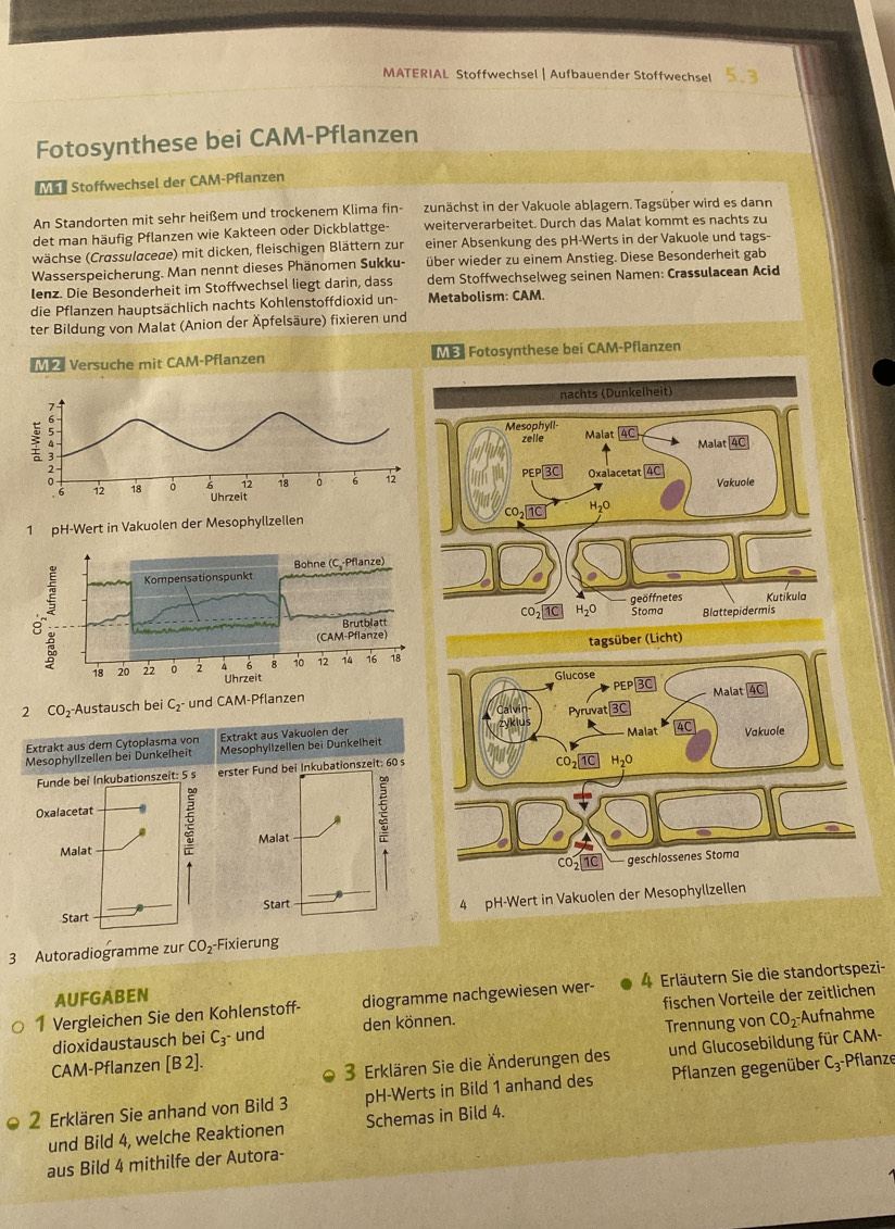MATERIAL Stoffwechsel| Aufbauender Stoffwechsel
Fotosynthese bei CAM-Pflanzen
M Stoffwechsel der CAM-Pflanzen
An Standorten mit sehr heißem und trockenem Klima fin- zunächst in der Vakuole ablagern. Tagsüber wird es dann
det man häufig Pflanzen wie Kakteen oder Dickblattge- weiterverarbeitet. Durch das Malat kommt es nachts zu
wächse (Crassulaceae) mit dicken, fleischigen Blättern zur einer Absenkung des pH-Werts in der Vakuole und tags-
Wasserspeicherung. Man nennt dieses Phänomen Sukku- über wieder zu einem Anstieg. Diese Besonderheit gab
lenz. Die Besonderheit im Stoffwechsel liegt darin, dass dem Stoffwechselweg seinen Namen: Crassulacean Acid
die Pflanzen hauptsächlich nachts Kohlenstoffdioxid un- Metabolism: CAM.
ter Bildung von Malat (Anion der Äpfelsäure) fixieren und
2 Versuche mit CAM-Pflanzen ME Fotosynthese bei CAM-Pflanzen
nachts (Dunkelheit)
Mesophyll-
Malat boxed 4C Malat
zelle
PEP B Oxalacetat 4C Vakuole
1 pH-Wert in Vakuolen der Mesophyllzellen CO_21C H2O
CO_21C H_2O geöffnetes Kutikula
。Stoma Blattepidermis
tagsüber (Licht)
2 CO_2 -Austausch bei Cş- und CAM-Pflanzen
Extrakt aus dem Cytoplasma von Extrakt aus Vakuolen der
Mesophyllzellen bei Dunkelheit Mesophyllzellen bei Dunkelheit
Funde bei Inkubationszeit: 5 s erster Fund bei Inkubationszeit: 60 s
Oxal
Co 1C geschlössenes Stoma
4 pH-Wert in Vakuolen der Mesophyllzellen
3 Autoradiogramme zur CO_2 Fixierung
1 Vergleichen Sie den Kohlenstoff- diogramme nachgewiesen wer- 4 Erläutern Sie die standortspezi-
AUFGABEN
Aufnahme
dioxidaustausch bei C_3 und den können. fischen Vorteile der zeitlichen
CAM-Pflanzen [B2]. Trennung von CO_2
3 Erklären Sie die Änderungen des und Glucosebildung für CAM-
2 Erklären Sie anhand von Bild 3 pH-Werts in Bild 1 anhand des Pflanzen gegenüber C_3- Pflanze
und Bild 4, welche Reaktionen Schemas in Bild 4.
aus Bild 4 mithilfe der Autora-