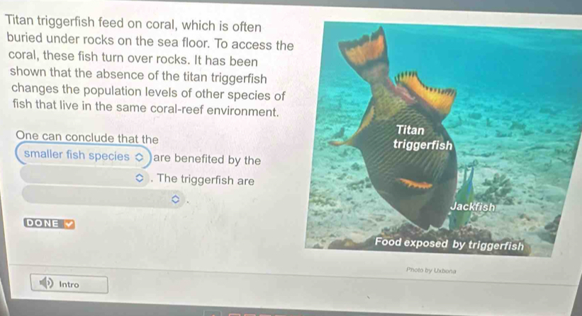 Solved: Titan triggerfish feed on coral, which is often buried under ...
