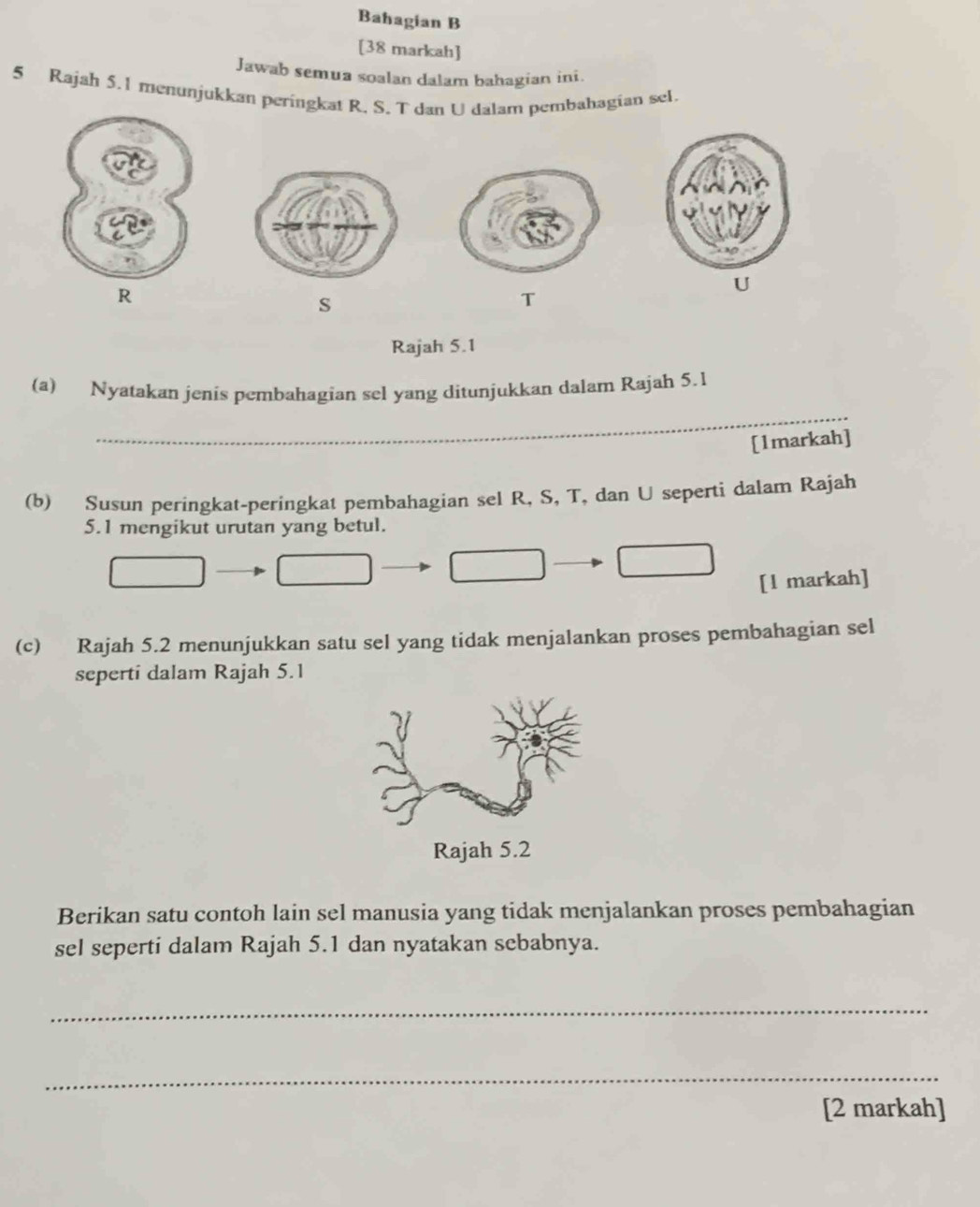 Bahagian B 
[38 markah] 
Jawab semua soalan dalam bahagian ini. 
5 Rajah 5.1 menunjukkan peringkat R. S. T dan U dalam pembahagian sel.
R
U
S
T
Rajah 5.1 
_ 
(a) Nyatakan jenis pembahagian sel yang ditunjukkan dalam Rajah 5.1 
[1markah] 
(b) Susun peringkat-peringkat pembahagian sel R, S, T, dan U seperti dalam Rajah 
5.1 mengikut urutan yang betul. 
□ 
[l markah] 
(c) Rajah 5.2 menunjukkan satu sel yang tidak menjalankan proses pembahagian sel 
seperti dalam Rajah 5.1 
Berikan satu contoh lain sel manusia yang tidak menjalankan proses pembahagian 
sel seperti dalam Rajah 5.1 dan nyatakan sebabnya. 
_ 
_ 
[2 markah]