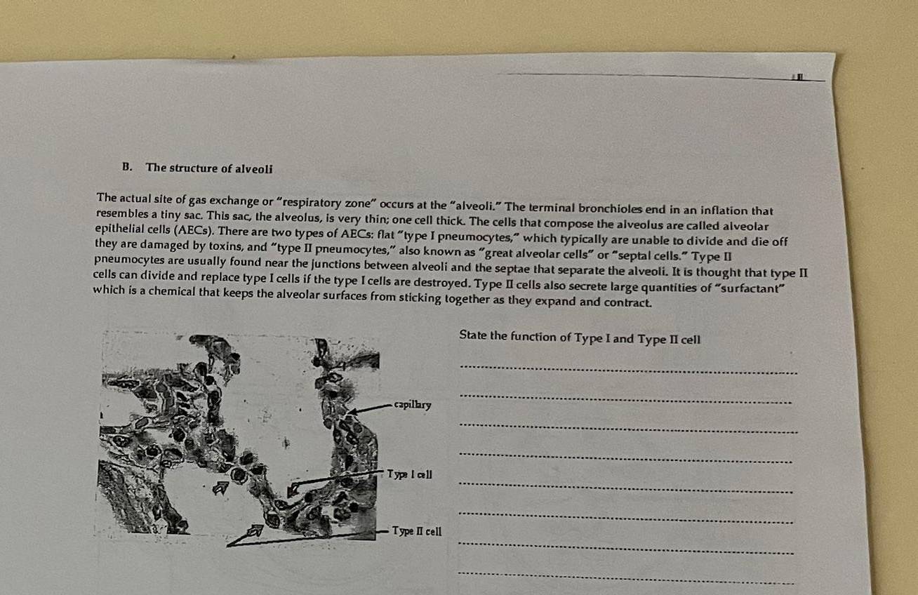The structure of alveoli 
The actual site of gas exchange or “respiratory zone” occurs at the “alveoli.” The terminal bronchioles end in an inflation that 
resembles a tiny sac. This sac, the alveolus, is very thin; one cell thick. The cells that compose the alveolus are called alveolar 
epithelial cells (AECs). There are two types of AECs: flat "type I pneumocytes,” which typically are unable to divide and die off 
they are damaged by toxins, and “type II pneumocytes,” also known as “great alveolar cells” or “septal cells.” Type II 
pneumocytes are usually found near the junctions between alveoli and the septae that separate the alveoli. It is thought that type II 
cells can divide and replace type I cells if the type I cells are destroyed. Type I cells also secrete large quantities of “surfactant” 
which is a chemical that keeps the alveolar surfaces from sticking together as they expand and contract. 
State the function of Type I and Type II cell 
_ 
_ 
_ 
_ 
_ 
_ 
_ 
_