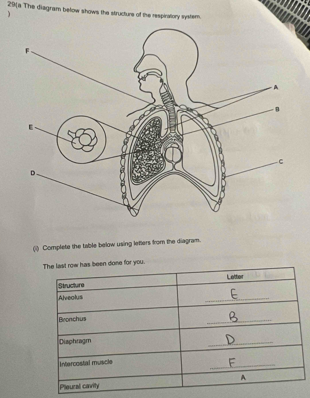 29(a The diagram below shows the structure of the respiratory system. 
) 
(i) Complete the table below using letters from the diagram. 
en done for you.