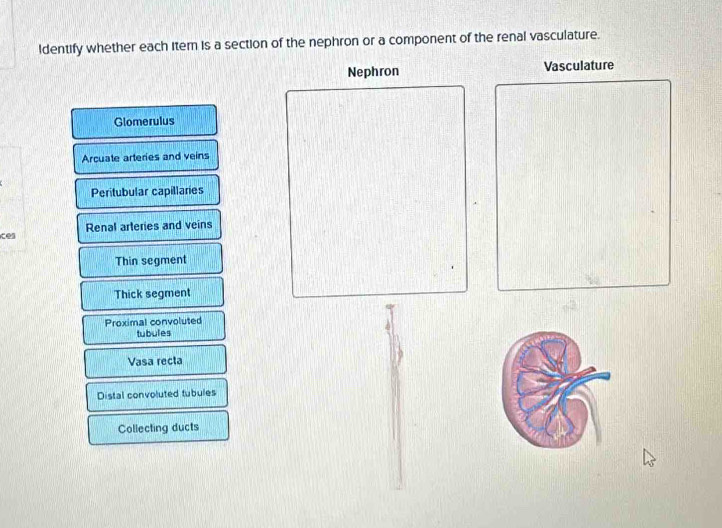 Identify whether each iter is a section of the nephron or a component of the renal vasculature. 
Nephron Vasculature 
Glomerulus 
Arcuate arteries and veins 
Peritubular capillaries 
Renal arteries and veins 
ces 
Thin segment 
Thick segment 
Proximal convoluted 
tubules 
Vasa recta 
Distal convoluted tubules 
Collecting ducts