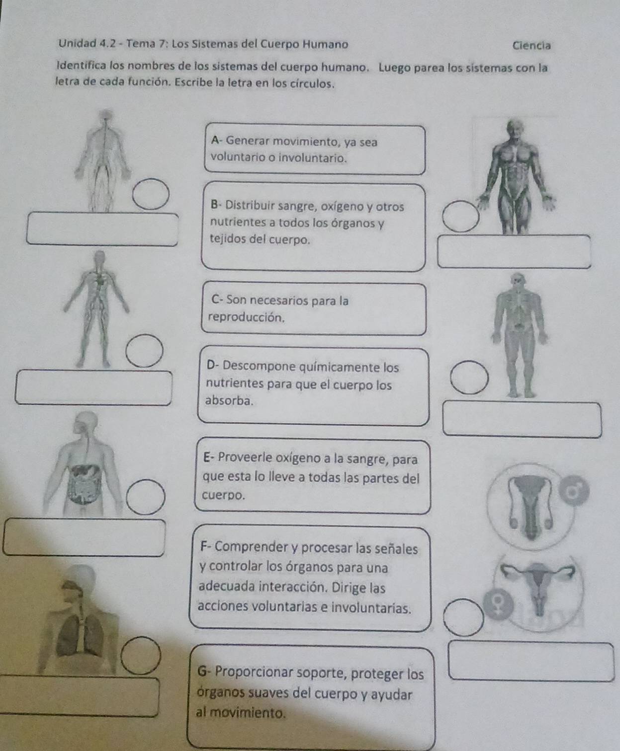 Unidad 4.2 - Tema 7: Los Sistemas del Cuerpo Humano Ciencia 
Identifica los nombres de los sistemas del cuerpo humano. Luego parea los sistemas con la 
letra de cada función. Escribe la letra en los círculos. 
A- Generar movimiento, ya sea 
voluntario o involuntario. 
B- Distribuir sangre, oxígeno y otros 
nutrientes a todos los órganos y 
tejidos del cuerpo. 
C- Son necesarios para la 
reproducción, 
D- Descompone químicamente los 
nutrientes para que el cuerpo los 
absorba. 
E- Proveerle oxígeno a la sangre, para 
que esta lo lleve a todas las partes del 
cuerpo. 
F- Comprender y procesar las señales 
y controlar los órganos para una 
adecuada interacción. Dirige las 
acciones voluntarias e involuntarías. 
G- Proporcionar soporte, proteger los 
órganos suaves del cuerpo y ayudar 
al movimiento.