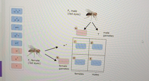 male 
(red eyes) 
a 
Y male 
gametes 
c d 
uv° 
F, female ① 
(red eyes) 
Y female 
gametes 
females mailes