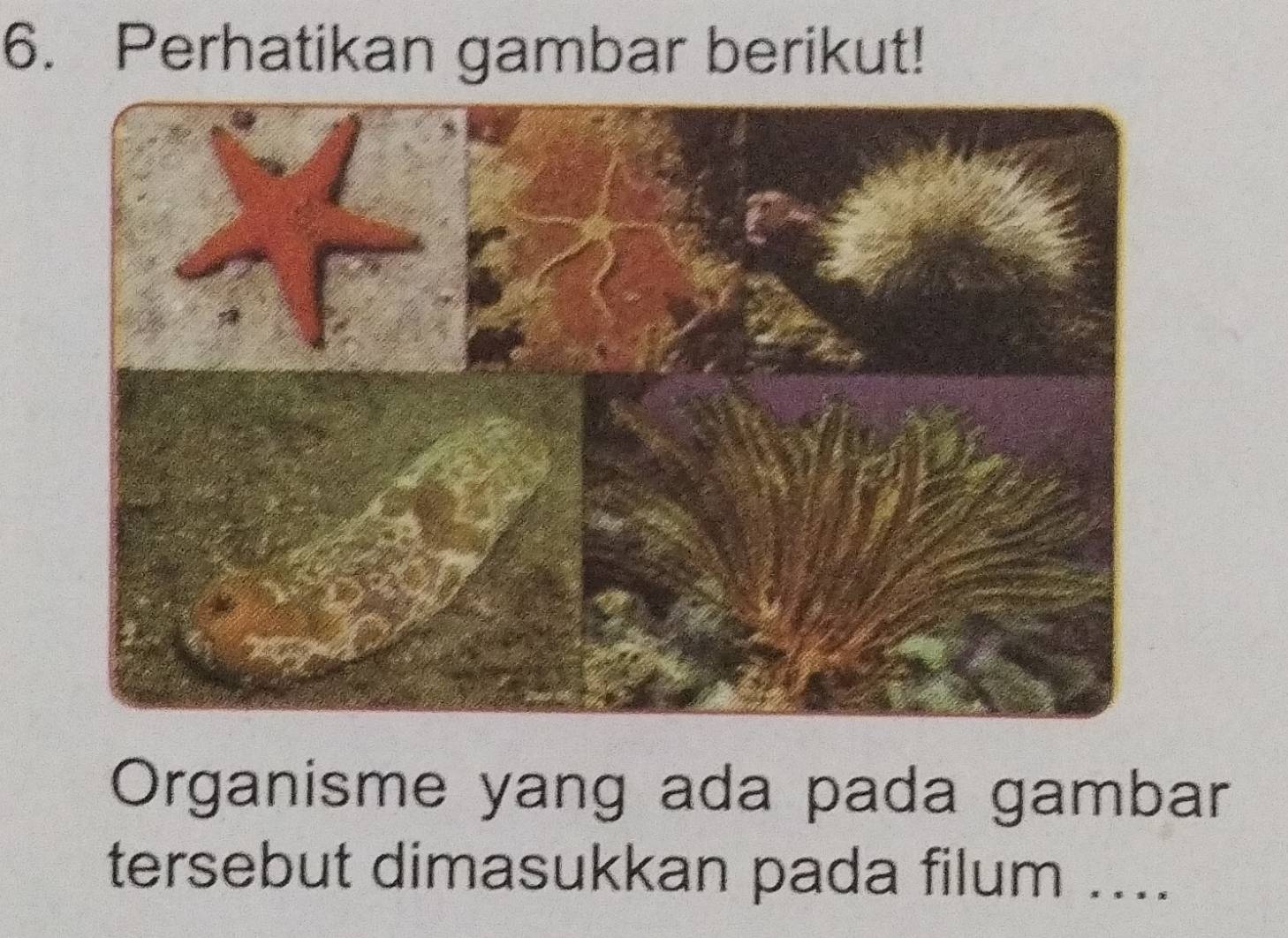 Perhatikan gambar berikut! 
Organisme yang ada pada gambar 
tersebut dimasukkan pada filum ....