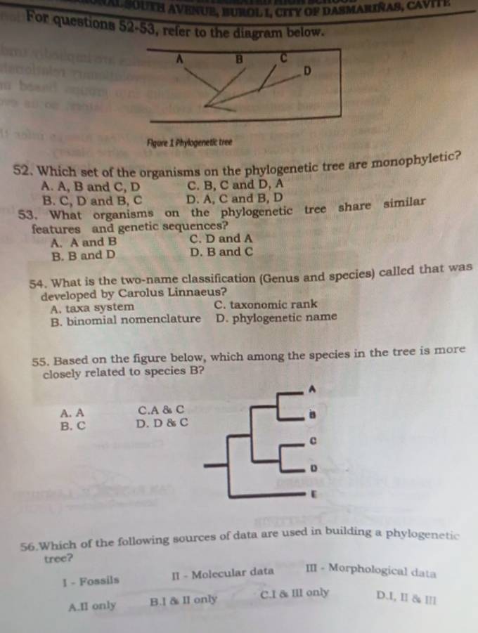 A u th a ve n u e b u r o l L c i ty o f d a s mabiñ a s c a 
For questions 52-53, refer to the diagram below.
52. Which set of the organisms on the phylogenetic tree are monophyletic?
A. A, B and C, D C. B, C and D, A
B. C, D and B, C D. A, C and B, D
53. What organisms on the phylogenetic tree share similar
features and genetic sequences?
A. A and B C. D and A
B. B and D D. B and C
54. What is the two-name classification (Genus and species) called that was
developed by Carolus Linnaeus?
A. taxa system C. taxonomic rank
B. binomial nomenclature D. phylogenetic name
55. Based on the figure below, which among the species in the tree is more
closely related to species B?
A. A C.A & C
B. C D. D 8 C
56.Which of the following sources of data are used in building a phylogenetic
tree?
I - Fossils II - Molecular data III - Morphological data
A.II only B.l & Il only C.I & Ill only D.I, II & Ⅲ!