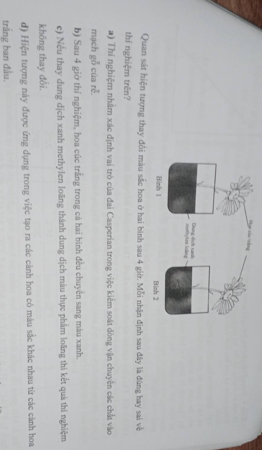 Quan sát hiện tượng thay đổi màu sắc hoa ở hai bình sau 4 giờ. Mỗi nhận định sau đây là đúng hay sai về
thí nghiệm trên?
a) Thí nghiệm nhăm xác định vai trò của đai Casperian trong việc kiểm soát dòng vận chuyển các chất vào
mạch gỗ của rễ.
b) Sau 4 giờ thí nghiệm, hoa cúc trắng trong cả hai bình đều chuyển sang màu xanh.
c) Nếu thay dung dịch xanh methylen loãng thành dung dịch màu thực phầm loãng thì kết quả thí nghiệm
không thay đổi.
d) Hiện tượng này được ứng dụng trong việc tạo ra các cành hoa có màu sắc khác nhau từ các cảnh hoa
trắng ban đầu.