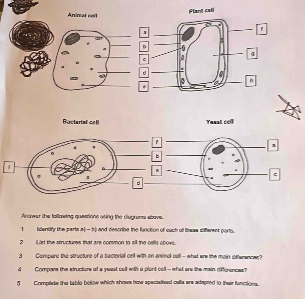 Plant cell 
Animal cell 
a 
6 
b 
a 
g 
C 
0 
。 
d 
a h 
e 
Bacterial cell Yeast cell 
Answer the following questions using the diagrams above. 
1 Identify the parts a) - h) and describe the function of each of these different parts. 
2 List the structures that are common to all the cells above. 
3 Compare the structure of a bacterial cell with an animal cell -- what are the main differences? 
4 Compare the structure of a yeast cell with a plant cell - what are the main differences? 
5 Complete the table below which shows how specialised cells are adapted to their functions.