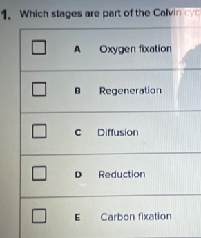 Which stages are part of the Calvin cy