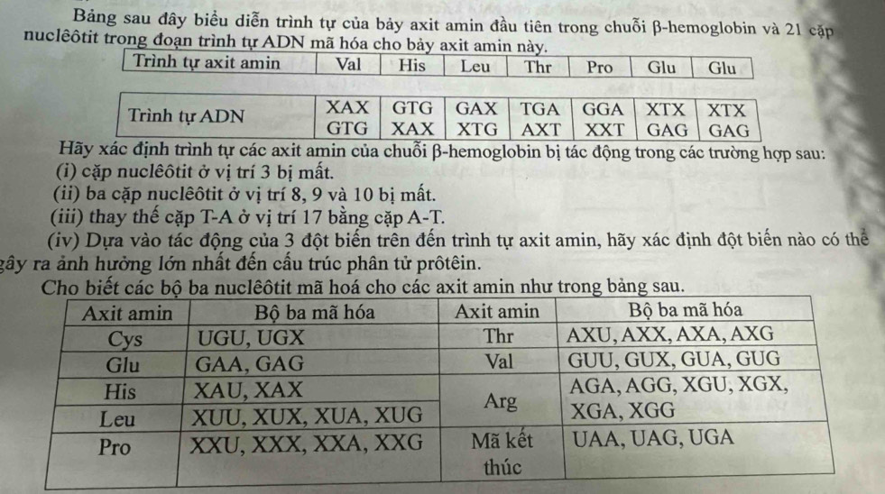 Bảng sau đây biểu diễn trình tự của bảy axit amin đầu tiên trong chuỗi β -hemoglobin và 21 cặp 
nuclêôtit trong đoạn trình tự ADN mã hóa cho bảy axit amin này. 
Trình tự axit amin Val His Leu Thr Pro Glu Glu 
Hãy xác định trình tự các axit amin của chuỗi β -hemoglobin bị tác động trong các trường hợp sau: 
(i) cặp nuclêôtit ở vị trí 3 bị mất. 
(ii) ba cặp nuclêôtit ở vị trí 8, 9 và 10 bị mất. 
(iii) thay thế cặp T-A ở vị trí 17 bằng cặp A-T. 
(iv) Dựa vào tác động của 3 đột biến trên đến trình tự axit amin, hãy xác định đột biến nào có thể 
gây ra ảnh hưởng lớn nhất đến cấu trúc phân tử prôtêin. 
Cho biết các bộ ba nuclêôtit mã hoá cho các axit amin như trong bảng sau.