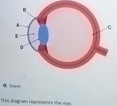 QZoom 
This diagram represents the eye