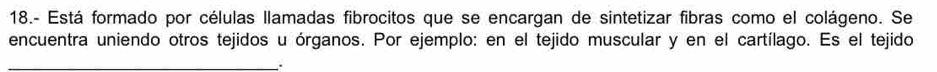 18.- Está formado por células llamadas fibrocitos que se encargan de sintetizar fibras como el colágeno. Se 
encuentra uniendo otros tejidos u órganos. Por ejemplo: en el tejido muscular y en el cartílago. Es el tejido 
_.