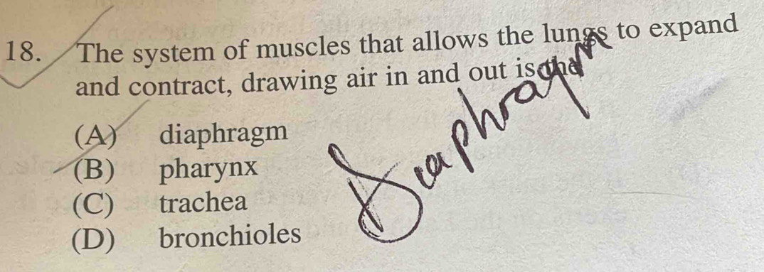 The system of muscles that allows the lungs to expand
and contract, drawing air in and out is he
(A) diaphragm
(B) pharynx
(C) trachea
(D) bronchioles