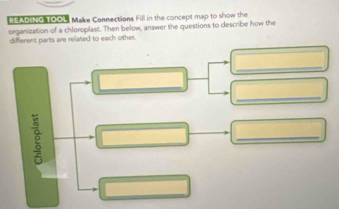 READING TOOL. Make Connections Fill in the concept map to show the 
organization of a chloroplast. Then below, answer the questions to describe how the 
different parts are related to each other. 
_ 
_ 
_