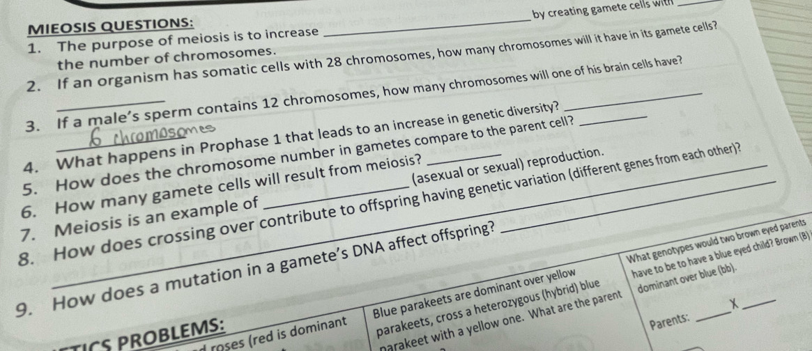 MIEOSIS QUESTIONS: 
1. The purpose of meiosis is to increase _by creating gamete cells with _ 
2. If an organism has somatic cells with 28 chromosomes, how many chromosomes will it have in its gamete cells? 
the number of chromosomes. 
3. If a male’s sperm contains 12 chromosomes, how many chromosomes will one of his brain cells have? 
4. What happens in Prophase 1 that leads to an increase in genetic diversity?_ 
5. How does the chromosome number in gametes compare to the parent cell? 
6. How many gamete cells will result from meiosis? 
7. Meiosis is an example of _(asexual or sexual) reproduction. 
8. How does crossing over contribute to offspring having genetic variation (different genes from each other)? 
9. How does a mutation in a gamete’s DNA affect offspring? 
roses (red is dominant Blue parakeets are dominant over yellow What genotypes would two brown eyed parents 
x 
TICS PROBLEMS: 
parakeets, cross a heterozygous (hybrid) blue have to be to have a blue eyed child? Brown (B) 
parakeet with a yellow one. What are the parent dominant over blue (bb). 
Parents: