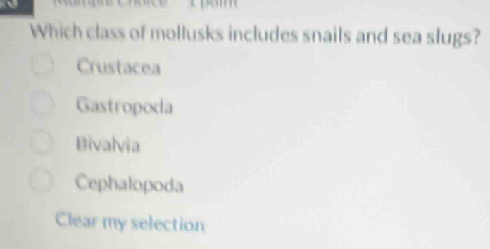 Which class of mollusks includes snails and sea slugs?
Crustacea
Gastropoda
Bivalvia
Cephalopoda
Clear my selection