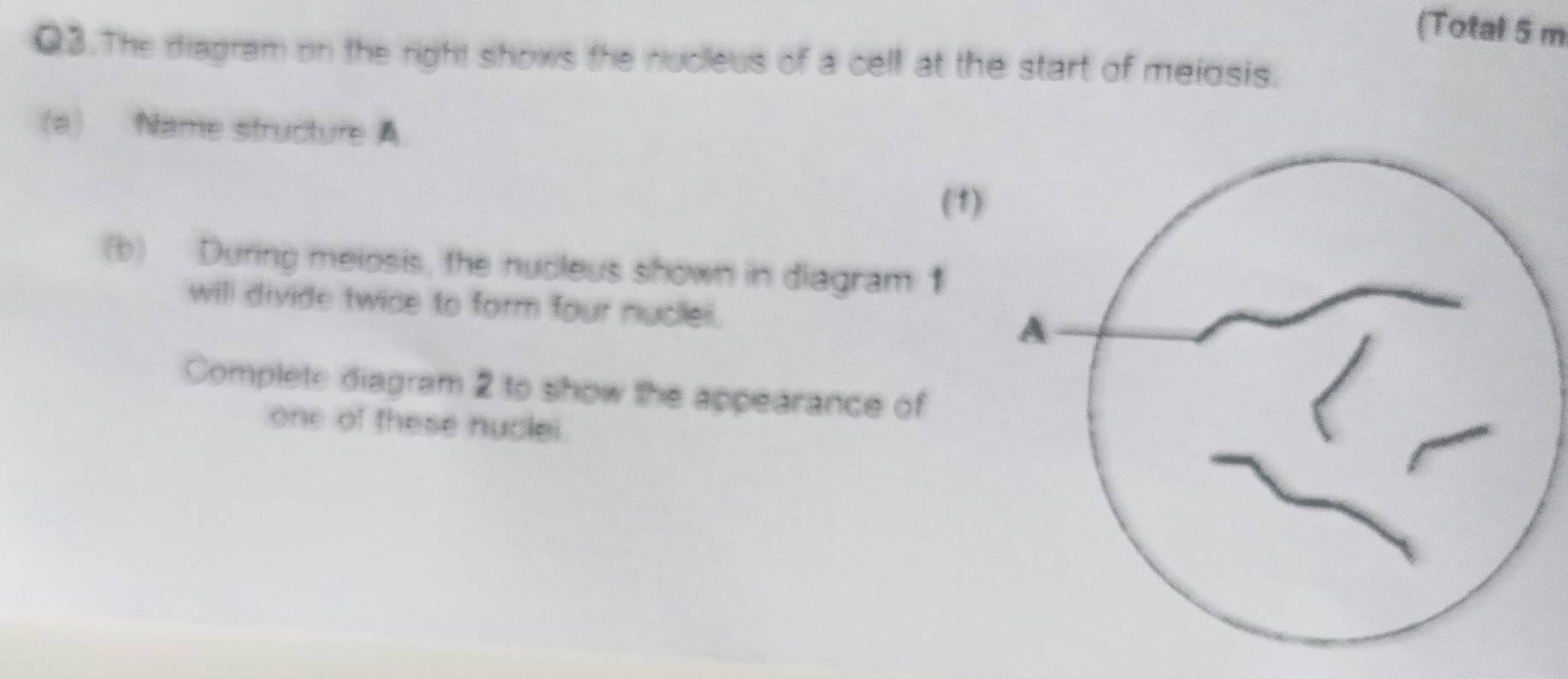 (Total 5 m 
Q3.The diagram on the right shows the nucleus of a cell at the start of meiosis. 
(a) Name structure A 
(1) 
(b) During meiosis, the nucleus shown in diagram 1 
will divide twice to form four nuclei. 
Complete diagram 2 to show the appearance of 
one of these nuclei.