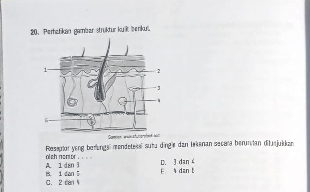 Perhatikan gambar struktur kulit berikut.
Sumber: www.shutterslock.com
Reseptor yang berfungsi mendeteksi suhu dingin dan tekanan secara berurutan ditunjukkan
oleh nomor . . . .
A. 1 dan 3 D. 3 dan 4
B. 1 dan 5 E. 4 dan 5
C. 2 dan 4