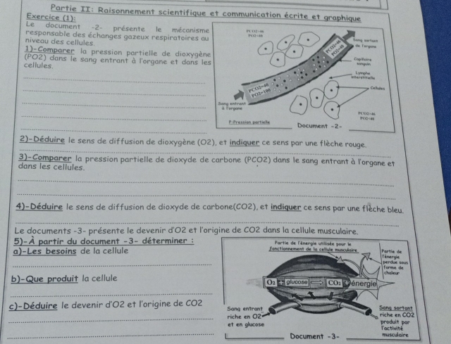 Partie II: Raisonnement scientifique et communication écrite et gr 
Exercice (1): Le document -2- présente le mécanism 
responsable des échanges gazeux respiratoires a 
niveau des cellules. 
1)-Comparer la pression partielle de dioxygèn 
(PO2) dans le sang entrant à l'organe et dans l 
_ 
cellules. 
_ 
_ 
_ 
_ 
_ 
2)-Déduire le sens de diffusion de dioxygène (O2), et indiquer ce sens par une flèche rouge. 
3)-Comparer la pression partielle de dioxyde de carbone (PCO2) dans le sang entrant à l'organe et 
dans les cellules. 
_ 
_ 
4)-Déduire le sens de diffusion de dioxyde de carbone(CO2), et indiquer ce sens par une flèche bleu. 
_ 
Le documents -3- présente le devenir d'O2 et l'origine de CO2 dans la cellule musculaire. 
5)-À partir du document -3- déterminer : 
_ 
a)-Les besoins de la cellule 
b)-Que produit la cellule 
_ 
c)-Déduire le devenir d'O2 et l'origine de CO2 
_ 
_