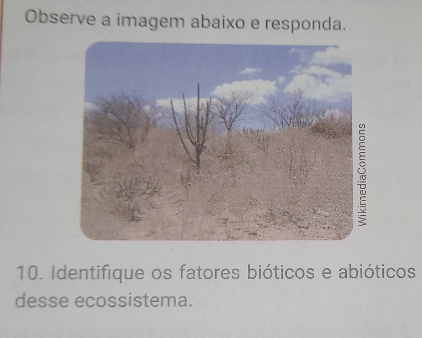 Observe a imagem abaixo e responda. 
10. Identifique os fatores bióticos e abióticos 
desse ecossistema.