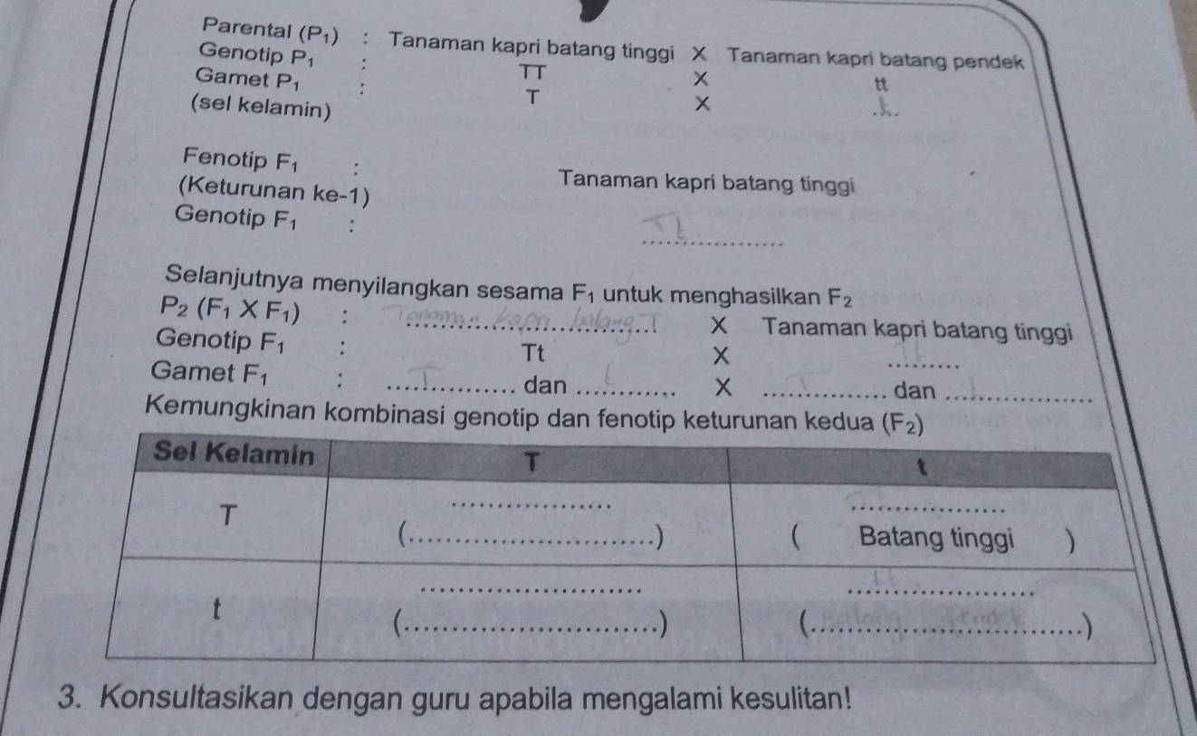 Parental (P_1) Tanaman kapri batang tinggi X Tanaman kapri batang pendek 
Genotip P_1
Gamet P_1
TT 
tt 
(sel kelamin) 
T
x
Fenotip F_1 : 
Tanaman kapri batang tinggi 
(Keturunan ke-1) 
_ 
Genotip F_1 : 
Selanjutnya menyilangkan sesama F_1 untuk menghasilkan F_2
P_2(F_1* F_1) : _X Tanaman kapri batang tinggi 
_ 
Genotip F_1
Tt 
Gamet F_1
_dan _X _dan_ 
Kemungkinan kombinasi genotip dan fenotip keturunan kedua (F_2)
3. Konsultasikan dengan guru apabila mengalami kesulitan!