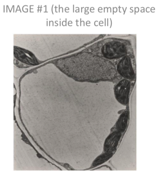 IMAGE #1 (the large empty space 
inside the cell)