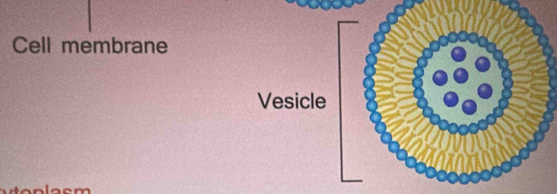 Cell membrane