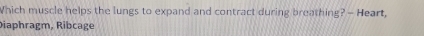 Which muscle helps the lungs to expand and contract during breathing?- Heart, 
Diaphragm, Ribcage