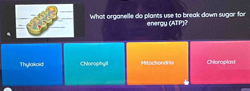 What organelle do plants use to break down sugar for
energy (ATP)?
Q
Thylakoid Chlorophyll Mitochondria Chloroplast