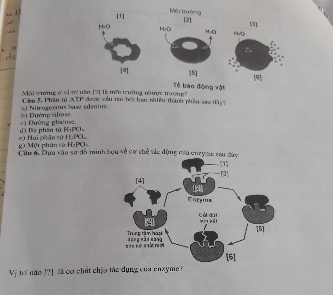 Môi trường
[1] [2]
H_2O
[3]
[4] [5]
[6]
Tế bào động vật
Môi trường ở vị trí nào [?] là môi trường nhược trương?
Câu 5. Phân tử ATP được cầu tạo bởi bao nhiêu thành phần sau dây?
a) Nitrogenous base adenine.
b) Đường ribose.
c) Đường glucose.
d) Ba phân tử H_3PO_4.
e) Hai phân tử H_3PO_4.
g) Một phân tử H_3PO_4.
Câu 6. Dựa vào sơ đồ minh họa về cơ chế tác động của enzyme sau
Vị trí nào [?] là cơ chất chịu tác dụng của enzyme?
