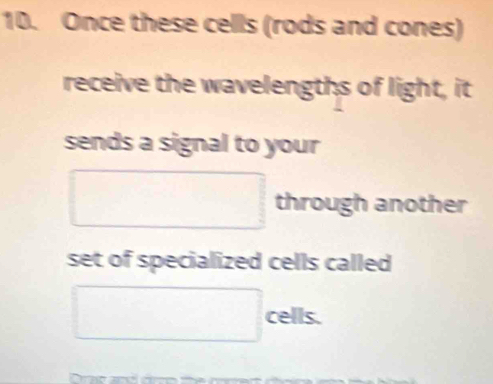 Once these cells (rods and cones) 
receive the wavelengths of light, it 
sends a signal to your
□ through another 
set of specialized cells called
□ cells. 
Dracan