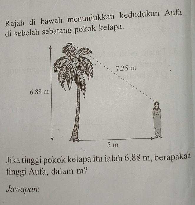 Rajah di bawah menunjukkan kedudukan Aufa 
di sebelah sebatang pokok kelapa. 
Jika tinggi pokok kelapa itu ialah 6.88 m, berapakah 
tinggi Aufa, dalam m? 
Jawapan: