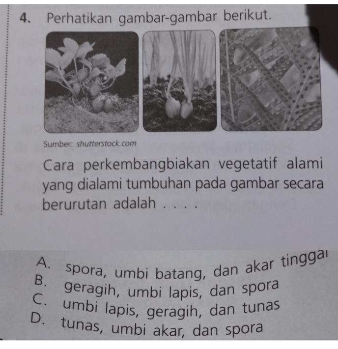 Perhatikan gambar-gambar berikut.
Sumber: shutterstock.com
Cara perkembangbiakan vegetatif alami
yang dialami tumbuhan pada gambar secara
berurutan adalah ._
A. spora, umbi batang, dan akar tinggar
B. geragih, umbi lapis, dan spora
C. umbi lapis, geragih, dan tunas
D. tunas, umbi akar, dan spora