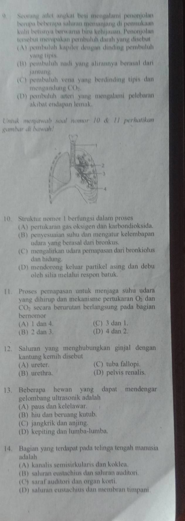 Seorang atlet angkat besi mengalami penonjolan
berupa beberapa saluran memanjang di permukan
kulit betisnya berwarna bira kehijauan. Penonjolan
tersebut merupakan pembulüh darah yang disebut
(A) pembuluh kapiler dengan dinding pembuluh
yang tipis.
(B) pembuluh nadi yang alirannya berasal dari
jantung
(C) pembuluh vena yang berdinding tipis dan
mengandung CO_2.
(D) pembuluh arteri yang mengalami pelebaran
akibat endapan lemak.
Untik menjawab soal nomor 10 & 11 perhatikan
gambar di bawah!
10. Struktur nomor 1 berfungsi dalam proses
(A) pertukaran gas oksigen dan karbondioksida.
(B) penyesuaian suhu dan mengatur kelembapan
udara yang berasal dari bronkus.
(C)mengalirkan udara pernapasan dari bronkiolus
dan hidung.
(D) mendorong keluar partikel asing dan debu
oleh silia melalui respon batuk
11. Proses pernapasan untuk menjaga suhu udara
yang dihirup dan mekanisme pertukaran O_2 dan
CO_2 secara berurutan berlangsung pada bagian
bernomor
(A) 1 dan 4. (C) 3 dan 1.
(B) 2 dan 3. (D) 4 dan 2.
12. Saluran yang menghubungkan ginjal dengan
kantung kemih disebut
(A) ureter. (C) tuba fallopi.
(B) urethra. (D) pelvis renalis.
13. Beberapa hewan yang dapat mendengar
gelombang ultrasonik adalah
(A) paus dan kelelawar.
(B) hiu dan beruang kutub.
(C) jangkrik dan anjing.
(D) kepiting dan lumba-lumba.
14. Bagian yang terdapat pada telinga tengah manusia
adalah
(A) kanalis semisirkularis dan koklea.
(B) saluran eustachius dan saluran auditori.
(C) saraf auditori dan organ korti.
(D) saluran eustachius dan membran timpani.