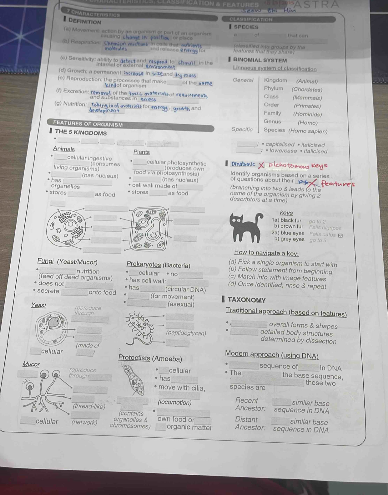 CteriStdstolassification a feature
7 CHARACTERSTICS
Idefinition
CLASSIFICATION
₹SPECIES
(a) Movement: action by an organism or part of an organism of that can
causing
(b) Respiration:  Chtmical mactoes in colls that qulrete _(classified into groups by the
moltules and release features that they share)
(c) Sensitivity: ability to detect and respend to st;mul； in the BINOMIAL SYSTEM
nternal or external envirme Linnaeus system of classification
(d) Growth; a permanent increase in sizeand dry moss
(e) Reproduction: the processes that make _of the samg General Kingdom (Animal)
forganism Phylum (Chordates)
(f) Excretion: removal of the tox16 materialsof requirements Class (Mammals)
and substances in eaess Order (Primates)
(g) Nutrition: noterials for energy , growth and (Hominids)
Family
Genus (Homo)
FEATURES OF ORGANISM Specific Species (Homo sapien)
THE 5 KINGDOMS
_
__
_
: • capitalised • italicised
Animals Plants : •lowercase • italicised
__cellular ingestive _cellular photosynthetic — Dinatomic × pichotomous keys
(consumes (produces own
_living organisms) food via photosynthesis) identify organisms based on a series
(has nucleus)
has _(has nucleus) of questions about their
organelles  cell wall made of (branching into two & leads to the
stores_ as food stores_ as food
name of the organism by giving 2
descriptors at a time)
_
keys
_
• 1a) black fur go to 2
_
b) brown fur Felis nigripes
2a) blue eyes Felis calus 
_
b) grey eyes go to 3
How to navigate a key:
(a) Pick a single organism to start with
Fungi (Yeast/Mucor) Prokaryotes (Bacteria) (b) Follow statement from beginning
nutrition cellular  no (c) Match info with image features
(feed off dead organisms) has cell wall: _(d) Once identified, rinse & repeat
does not_ _(circular DNA)
has
secrete _onto food __(for movement) TAXONOMY
Yeast reproduce
through
_
_
_(asexual) Traditional approach (based on features)
_overall forms & shapes
_
detailed body structures
(made of
_
(peptidoglycan) _determined by dissection
_
_cellular
Modern approach (using DNA)
Protoctists (Amoeba)
Mucor _sequence of_ in DNA
reproduce _cellular The the base sequence,
through_ has __those two
_
move with cilia, species are
_
Recent similar base
(locomotion) Ancestor: sequence in DNA
(thread-like)
(contains
_organelles & own food or Distant
similar base
_cellular (network) chromosomes) _organic matter Ancestor: sequence in DNA