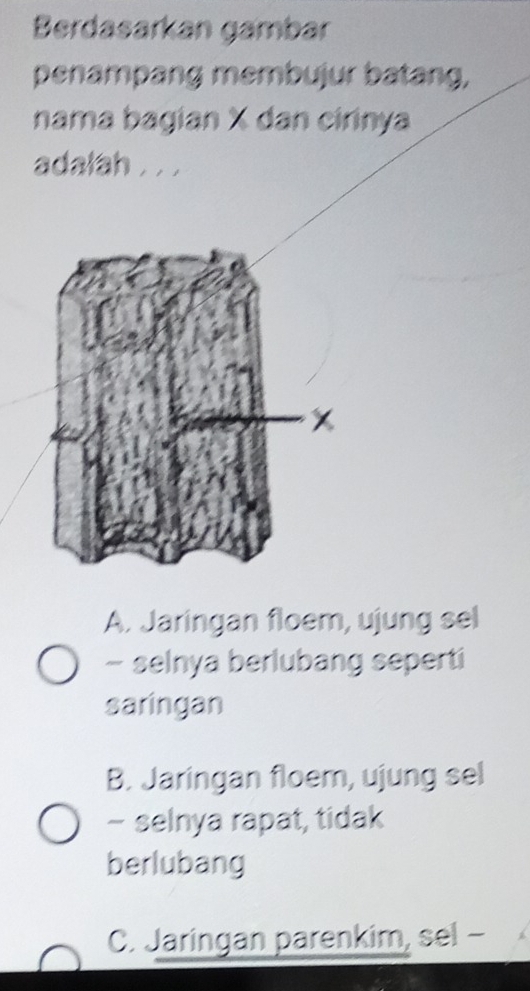 Berdasarkan gambar
penampang membujur batang,
nama bagian X dan cirinya
adalah . . .
A. Jaringan floem, ujung sel
- selnya berlubang seperti
saringan
B. Jaringan floem, ujung sel
- selnya rapat, tidak
berlubang
C. Jaringan parenkim, sel -