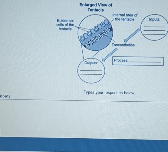 Enlarged View of 
nputs