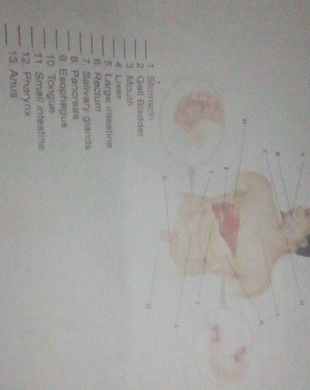 A 
C 
D 
F 
G 
_ 
1 Stomach 
_2. Gall Bladder 
_ 
3. Mouth 
_ 
4. Liver 
_ 
5. Large intestine 
_ 
6. Rectum 
_ 
7. Salivary glands 
_ 
8. Pancreas 
_ 
9 Esophagus 
_ 
10 Tongue 
_ 
11 Small intestine 
_ 
12. Pharynx 
_ 
13 Anus