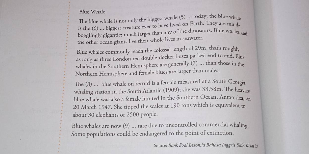 Blue Whale 
The blue whale is not only the biggest whale (5) ... today; the blue whale 
is the (6) ... biggest creature ever to have lived on Earth. They are mind- 
bogglingly gigantic; much larger than any of the dinosaurs. Blue whales and 
the other ocean giants live their whole lives in seawater. 
Blue whales commonly reach the colossal length of 29m, that’s roughly 
as long as three London red double-decker buses parked end to end. Blue 
whales in the Southern Hemisphere are generally (7) ... than those in the 
Northern Hemisphere and female blues are larger than males. 
The (8) ... blue whale on record is a female measured at a South Georgia 
whaling station in the South Atlantic (1909); she was 33.58m. The heaviest 
blue whale was also a female hunted in the Southern Ocean, Antarctica, on 
20 March 1947. She tipped the scales at 190 tons which is equivalent to 
about 30 elephants or 2500 people. 
Blue whales are now (9) ... rare due to uncontrolled commercial whaling. 
Some populations could be endangered to the point of extinction. 
Source: Bank Soal Leson.id Bahasa Inggris SMA Kelas XI