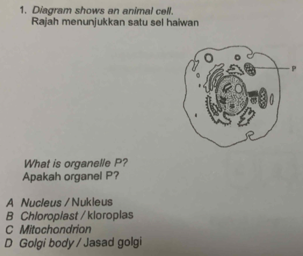 Diagram shows an animal cell.
Rajah menunjukkan satu sel haiwan
What is organelle P?
Apakah organel P?
A Nucleus / Nukleus
B Chloroplast / kloroplas
C Mitochondrion
D Golgi body / Jasad golgi