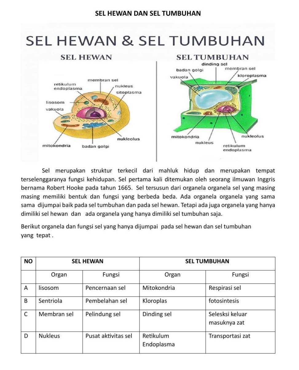 SEL HEWAN DAN SEL TUMBUHAN
SEL HEWAN & SEL TUMBUHAN
SEL HEWAN SEL TUMBUHAN
dinding sel
badan golgi membran sel
vakuola kloroplasma
.
mitokondria nukleolus
nukleus
retikulum
endoplasma
Sel merupakan struktur terkecil dari mahluk hidup dan merupakan tempat
terselenggaranya fungsi kehidupan. Sel pertama kali ditemukan oleh seorang ilmuwan Inggris
bernama Robert Hooke pada tahun 1665. Sel tersusun dari organela organela sel yang masing
masing memiliki bentuk dan fungsi yang berbeda beda. Ada organela organela yang sama
sama dijumpai baik pada sel tumbuhan dan pada sel hewan. Tetapi ada juga organela yang hanya
dimiliki sel hewan dan ada organela yang hanya dimiliki sel tumbuhan saja.
Berikut organela dan fungsi sel yang hanya dijumpai pada sel hewan dan sel tumbuhan
yang tepat .