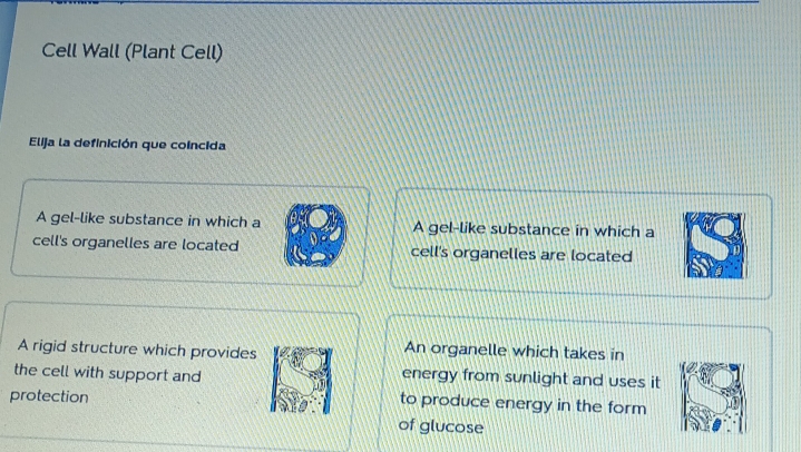 Cell Wall (Plant Cell)
Elija la definición que coincida
A gel-like substance in which a A gel-like substance in which a
cell's organelles are located cell's organelles are located
A rigid structure which provides
An organelle which takes in
energy from sunlight and uses it
the cell with support and to produce energy in the form 
protection
of glucose