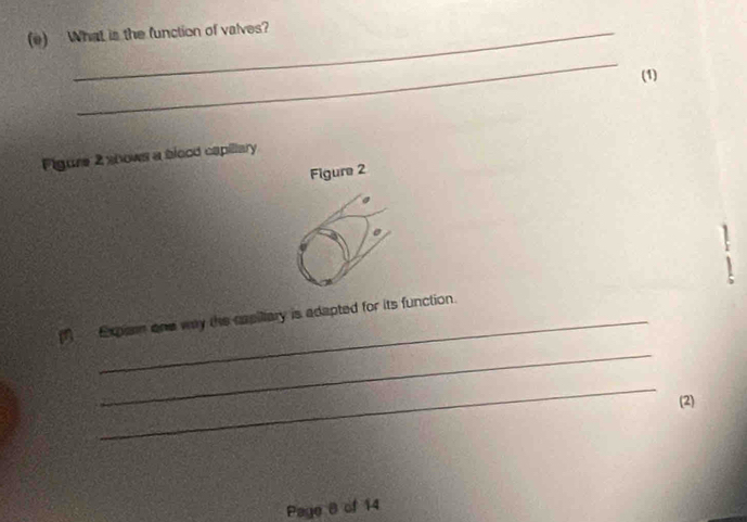 What is the function of valves? 
_ 
(1) 
Figure 2 shows a blood capillary 
Figure 2 
1 
_ 
_ 
(1) Expam one way the capillary is adapted for its function. 1 
_ 
(2) 
Page 8 of 14