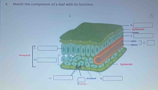 Match the component of a leaf with its function.
B.
Epidermis Vscanda
E
xylee
* Jubhlmur G.
c.
Mesophyfl
D.
Epidermis
A. air channel B.
H (sporog )