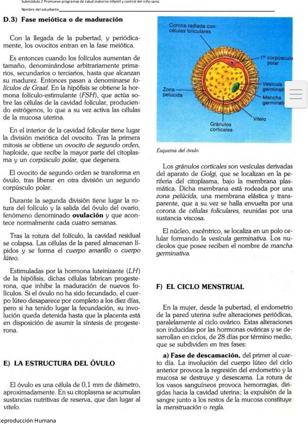 Submódulo 2 Promueve programas de salud materno infantil y control del niño sano.
Nombre del estudiante
D.3) Fase meiótica o de maduración
Con la llegada de la pubertad, y periódica-
mente, los ovocitos entran en la fase meiótica.
Es entonces cuando los folículos aumentan de 
tamaño, denominándose arbitrariamente prima- 
rios, secundarios o terciarios, hasta que alcanzan
su madurez. Entonces pasan a denominarse fo-
lículos de Graaf. En la hipófisis se obtiene la hor- 
mona folículo-estimulante (FSH), que actúa so- _
bre las células de la cavidad folicular, producien- 
do estrógenos, lo que a su vez activa las células
de la mucosa uterina.
En el interior de la cavidad folicular tiene lugar
la división meiótica del ovocito. Tras la primera
mitosis se obtiene un ovocito de segundo orden,
haploide, que recibe la mayor parte del citoplas- Esquema del óvulo.
ma y un corpúsculo polar, que degenera.
Los gránulos corticales son vesículas derivadas
El ovocito de segundo orden se transforma en del aparato de Golgi, que se localizan en la pe-
óvulo, tras liberar en otra división un segundo riferia del citoplasma, bajo la membrana plas-
corpúsculo polar. mática. Dicha membrana está rodeada por una
zona pelúcida, una membrana elástica y trans-
Durante la segunda división tiene lugar la ro- parente, que a su vez se halla envuelta por una
tura del folículo y la salida del óvulo del ovario, corona de células foliculares, reunidas por una
fenómeno denominado ovulación y que acon- sustancia viscosa.
tece normalmente cada cuatro semanas.
El núcleo, excéntrico, se localiza en un polo ce-
Tras la rotura del folículo, la cavidad residual lular formando la vesícula germinativa. Los nu-
se colapsa. Las células de la pared almacenan lí- cleolos que posee reciben el nombre de mancha
pidos y se forma el cuerpo amarillo o cuerpo germinativa.
lúteo.
Estimuladas por la hormona luteinizante (LH)
de la hipófisis, dichas células fabrican progeste-
rona, que inhibe la maduración de nuevos fo- F) EL CICLO MENSTRUAL
lículos. Si el óvulo no ha sido fecundado, el cuer-
po lúteo desaparece por completo a los diez días,
pero si ha tenido lugar la fecundación, su invo- En la mujer, desde la pubertad, el endometrio
lución queda detenida hasta que la placenta está de la pared uterina sufre alteraciones periódicas,
en disposición de asumir la síntesis de progeste- paralelamente al ciclo ovárico. Estas alteraciones
rona. son inducidas por las hormonas ováricas y se de-
sarrollan en ciclos, de 28 días por término medio,
que se subdividen en tres fases:
a) Fase de descamación, del primer al cuar-
E) LA ESTRUCTURA DEL ÓVULO to día. La involución del cuerpo lúteo del ciclo
anterior provoca la regresión del endometrio y la
mucosa se destruye y desescama. La rotura de
El óvulo es una célula de 0,1 mm de diámetro, los vasos sanguíneos provoca hemorragias, diri-
aproximadamente. En su citoplasma se acumulan gidas hacia la cavidad uterina; la expulsión de la
sustancias nutritivas de reserva, que dan lugar al sangre junto a los restos de la mucosa constituye
vitelo. la menstruación o regla.
Reproducción Humana