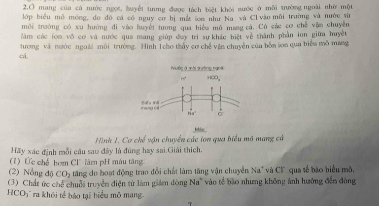 2.Ở mang của cá nước ngọt, huyết tương được tách biệt khỏi nước ở môi trường ngoài nhờ một
lớp biểu mô mỏng, do đó cá có nguy cơ bị mất ion như Na và Cl vào môi trường và nước từ
môi trường có xu hướng đi vào huyết tương qua biểu mô mang cá. Có các cơ chế vận chuyển
làm các ion vô cơ và nước qua mang giúp duy trì sự khác biệt về thành phần ion giữa huyết
tương và nước ngoài môi trường. Hình 1cho thấy cơ chế vận chuyển của bốn ion qua biểu mô mang
cá.
Máu
Hình 1. Cơ chế vận chuyển các ion qua biểu mô mang cá
Hãy xác định mỗi câu sau đây là đúng hay sai.Giải thích.
(1) Ức chế bơm Cl* làm pH máu tăng.
(2) Nồng độ CO_2 tăng do hoạt động trao đổi chất làm tăng vận chuyển Na * và Cl* qua tế bào biểu mô.
(3) Chất ức chế chuỗi truyền điện tử làm giảm dòng Na* vào tế bào nhưng không ảnh hưởng đến dòng
HCO_3 ra khỏi tế bào tại biểu mô mang.